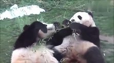 两只熊猫同吃一根竹子, 吃到中间才想起来有架没打！