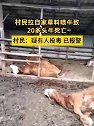黑龙江哈尔滨：村民拉自家草料喂牛致20多头牛死亡