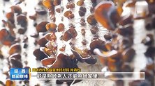 【苏陕扶贫协作】柞水“小木耳”是如何长为“大产业”的？