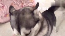 争宠的哈士奇既然你摸了他，就不要怪我砸了你的手机