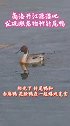 丹江源湿地发现濒危物种针尾鸭