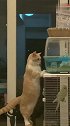 猫：主人我就看看，我不吃鱼！