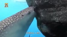 坐收渔利的高手，大鲸鲨不劳而获，镜头拍下全过程