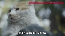 “每隔四五天就会出现”，成都一隧道有人抛活猫及猫尸，警方回应