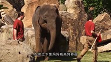 小象想独占沙堆，饲养员偏不让，下一秒请忍住不要笑