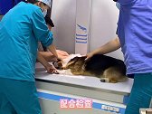 配合检查的腿瘸小狗维，听话的让人心疼，全面检查基本上没有太大问题，目前打针静养，谢谢大家的关心