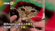 主人抓喵掌戴头套「逼跳手舞」乖萌猫厌世眼神死：玩够了吗？