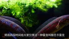 中国野生雷龙鱼，广州当菜吃，老外花高价养在鱼缸里
