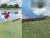 美国：男子在高尔夫球场发现鳄鱼尾巴上有球，上前冒险拿走