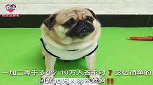 狗狗凭才艺要饭，路人看完才艺表演后伸出了大拇指，这狗真聪明！