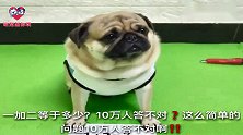 狗狗凭才艺要饭，路人看完才艺表演后伸出了大拇指，这狗真聪明！