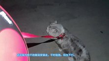 夜里遛猫三猫鼎立，up瑟瑟发抖四处逃窜。多多拦路只能打道回府