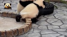 两只熊猫小不点儿白白净净，软糯又可爱，打场“萌架”逗大家开心