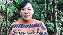 路边见到这种长得像“石头”的菌类，不要错过！生活中非常实用