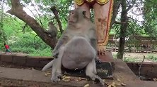 猴仔没救了，已经胖的不能走路了，每天趟吃趟喝