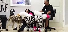 宠物沙龙里，宠物被打扮成野生动物，绝对是街上的一道风景线