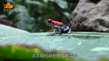 世界上最毒青蛙之幽灵箭毒蛙，碰一下就会死人！