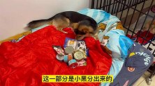 狗狗误伤同伴，愧疚得拿出所有的零食来补偿，场面感人看哭了！