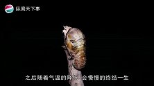 知了是在树上产卵，为什么却从地下爬出来打洞的土去哪了