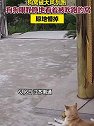 江苏南通：狗窝被大风刮跑，狗狗眼睁睁看着被吹跑的窝原地懵掉