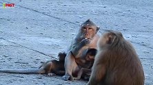 母猴偷了一只小猴，猴妈趁母猴不注意，将小猴抢了回来，真机智