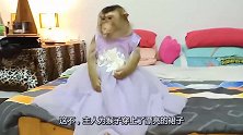 主人大半夜还在为猴子搭配衣服，猴子尽管瞌睡来了，依然配合主人