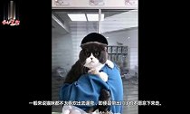 爆笑!猫咪脸长得比人还大,猫主人朋友你的脸快盖过我的脑袋了