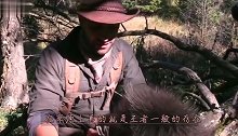 灰狼捕食豪猪，咬了一口，结果满嘴都是刺，女主人帮忙拔刺！