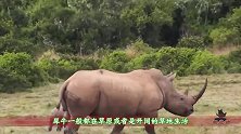犀牛的威慑力有多大一个上前，狮子就夹着尾巴跑了