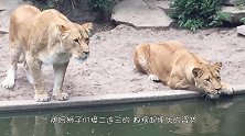 现实版“初生牛犊不怕虎”，苍鹭大胆靠近几头狮子，结果可想而知