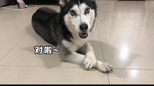 是什么让哈士奇这样听话，这主人真机智