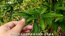 “糖尿病”“高血脂”很常见，带你认识不值钱的叶子，值得收藏！