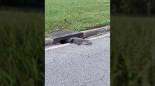 美国：阿拉巴马州一鳄鱼从公寓楼下排水孔爬出