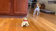 玩具狗狗会后空翻，狗狗被吓了一个机灵，躲远远的不敢靠近