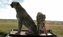 不敢动！肯尼亚两只猎豹跳上汽车与游客近距离接触