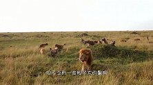 鬣狗叫来同伴想打母狮的主意，结果母狮醒来，鬣狗就搞笑了