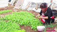 炒青菜也有窍门，这么炒色泽透亮、口感脆爽，简单又营养