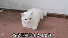 小奶猫这暴脾气可真不得了！还是见谁咬谁的那种！