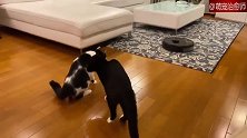 扫地机一靠近，两只猫咪就后退，步伐搞笑了
