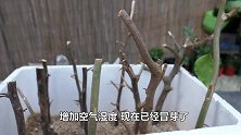 三角梅萌发新芽要抹掉、是什么原因看完明白了