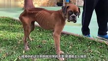 狗狗被抛弃饿成骨架，好心人精心照料4个月，结果太惊喜了