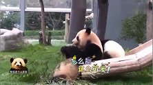 熊孩子咬住妈妈的黑坎肩不松口：陪我玩！熊猫妈妈：不，我不想