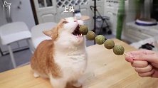 猫薄荷糖葫芦！我小猫咪今天就要吸翻在这儿！