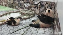 大熊猫宝宝大消化快，所以也吃得很多