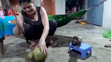猴儿：快一点啊，我要吃椰子