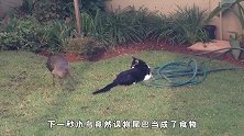 鸟儿误将尾巴当食物，猫咪当时就懵了，被吓跑的模样太丢人