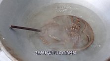 大叔街头现烤“马蹄蟹”，50元一只抢着买，看到成品流口水！