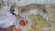 狗狗也会失眠？这只小柯基犬失眠的样子太好笑了
