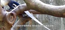 黄喉貂捕杀猴子，猴子体型比黄喉貂大一倍还多，结果几乎被瞬秒