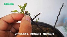 双色月季的嫁接方法，一起学习一下，操作很简单，适合新手学习